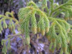 Lycopodiella cernua. Close-up of aerial branches showing incurved leaves and mature, sessile, yellow strobili.
 Image: L.R. Perrie © Leon Perrie CC BY-NC 4.0